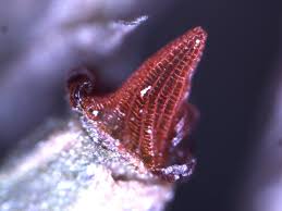 Attēlu rezultāti vaicājumam “Fontinalis antipyretica subsp. gracilis”