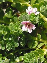 Attēlu rezultāti vaicājumam “Glaux maritima”