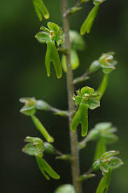 Attēlu rezultāti vaicājumam “Listera ovata”