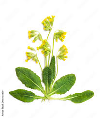 Attēlu rezultāti vaicājumam “Primula veris leaf”
