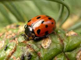 Attēlu rezultāti vaicājumam “Anatis ocellata”