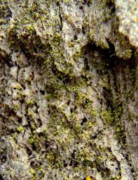 Attēlu rezultāti vaicājumam “Chaenotheca phaeocephala”