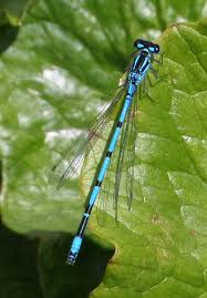 Attēlu rezultāti vaicājumam “Coenagrion puella”