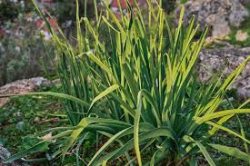 Attēlu rezultāti vaicājumam “Carex appropinquata leaf”