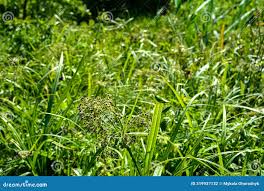 Attēlu rezultāti vaicājumam “Scirpus sylvaticus flower”