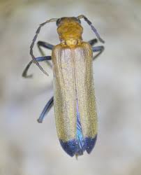 Attēlu rezultāti vaicājumam “Oedemeridae”