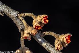 Attēlu rezultāti vaicājumam “Hamamelis vernalis bud”