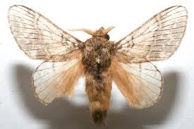 Attēlu rezultāti vaicājumam “Lasiocampidae”