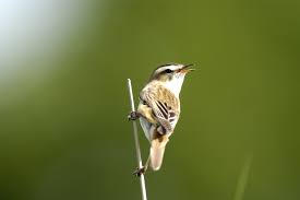 Attēlu rezultāti vaicājumam “Acrocephalus schoenobaenus adult”