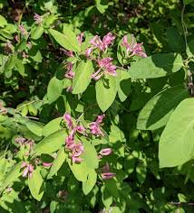 Attēlu rezultāti vaicājumam “Lonicera tatarica flower”