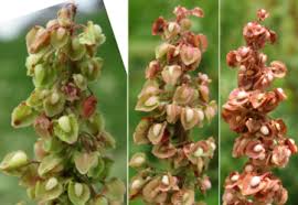 Attēlu rezultāti vaicājumam “Rumex aquaticus bud”