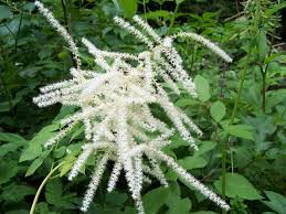 Image result for Aruncus dioicus