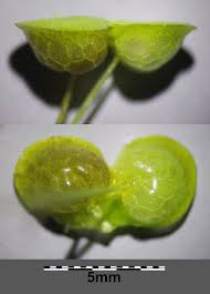 Attēlu rezultāti vaicājumam “Lemna gibba”