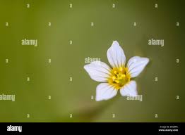 Attēlu rezultāti vaicājumam “Linum catharticum fruit”