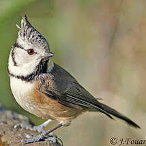 Attēlu rezultāti vaicājumam “Lophophanes cristatus adult”