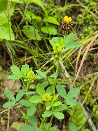 Attēlu rezultāti vaicājumam “Trifolium spadiceum”