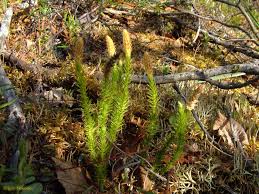 Attēlu rezultāti vaicājumam “Lycopodium dubium”