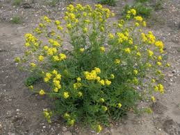 Attēlu rezultāti vaicājumam “Sisymbrium volgense flower”
