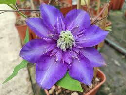 Image result for clematis multi blue