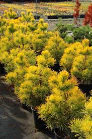 Attēlu rezultāti vaicājumam “Pinus sylvestris”