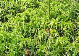 Attēlu rezultāti vaicājumam “Sphagnum riparium”