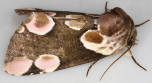 Attēlu rezultāti vaicājumam “Thyatira batis”