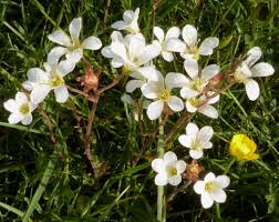 Attēlu rezultāti vaicājumam “Saxifraga granulata leaf”