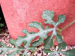 Attēlu rezultāti vaicājumam “Citrullus lanatus leaf”