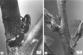 Attēlu rezultāti vaicājumam “Ophiostoma polyporicola”