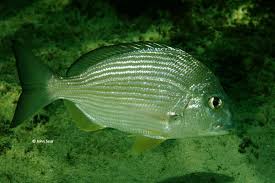 Image result for Rhabdosargus holubi