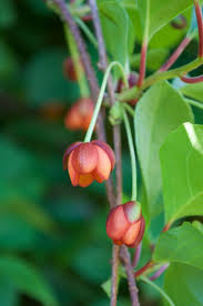 Attēlu rezultāti vaicājumam “Schisandra chinensis flower”