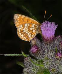 Attēlu rezultāti vaicājumam “Melitaea diamina underside”