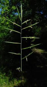 Attēlu rezultāti vaicājumam “Brachypodium pinnatum”