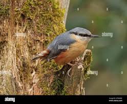 Attēlu rezultāti vaicājumam “Sitta europaea male”