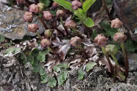 Attēlu rezultāti vaicājumam “Preissia quadrata”