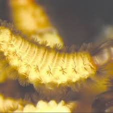 Attēlu rezultāti vaicājumam “Craspedosoma rawlinsi”