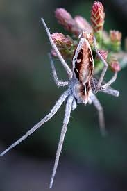 Attēlu rezultāti vaicājumam “Pisaura mirabilis male”