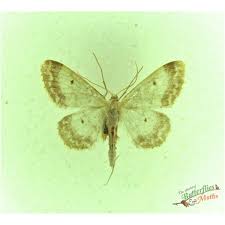 Attēlu rezultāti vaicājumam “Idaea biselata”