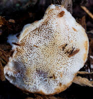 Attēlu rezultāti vaicājumam “Postia fragilis”