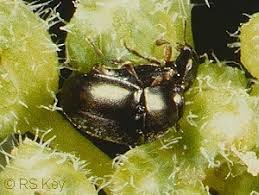 Attēlu rezultāti vaicājumam “Meligethes sp.”