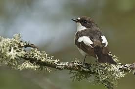 Attēlu rezultāti vaicājumam “Ficedula hypoleuca”