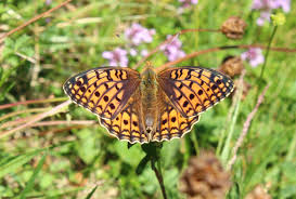 Attēlu rezultāti vaicājumam “Argynnis niobe underside”