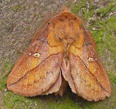 Attēlu rezultāti vaicājumam “Euthrix potatoria”