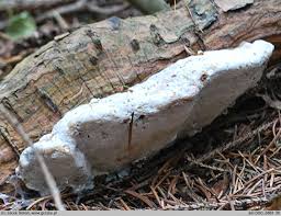 Attēlu rezultāti vaicājumam “Heterobasidion parviporum”