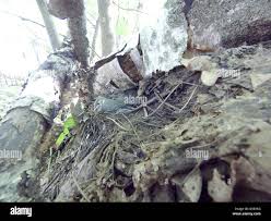 Attēlu rezultāti vaicājumam “Motacilla alba nest”