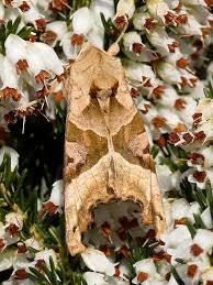 Attēlu rezultāti vaicājumam “Phlogophora meticulosa”
