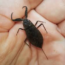 Attēlu rezultāti vaicājumam “Nepa cinerea”