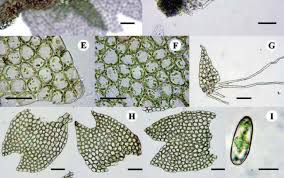 Attēlu rezultāti vaicājumam “Isopaches bicrenatus”