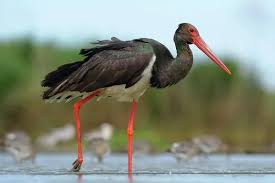 Attēlu rezultāti vaicājumam “Ciconia nigra”