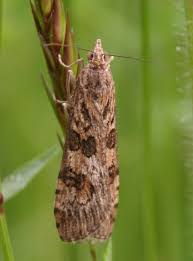 Attēlu rezultāti vaicājumam “Nomophila noctuella”